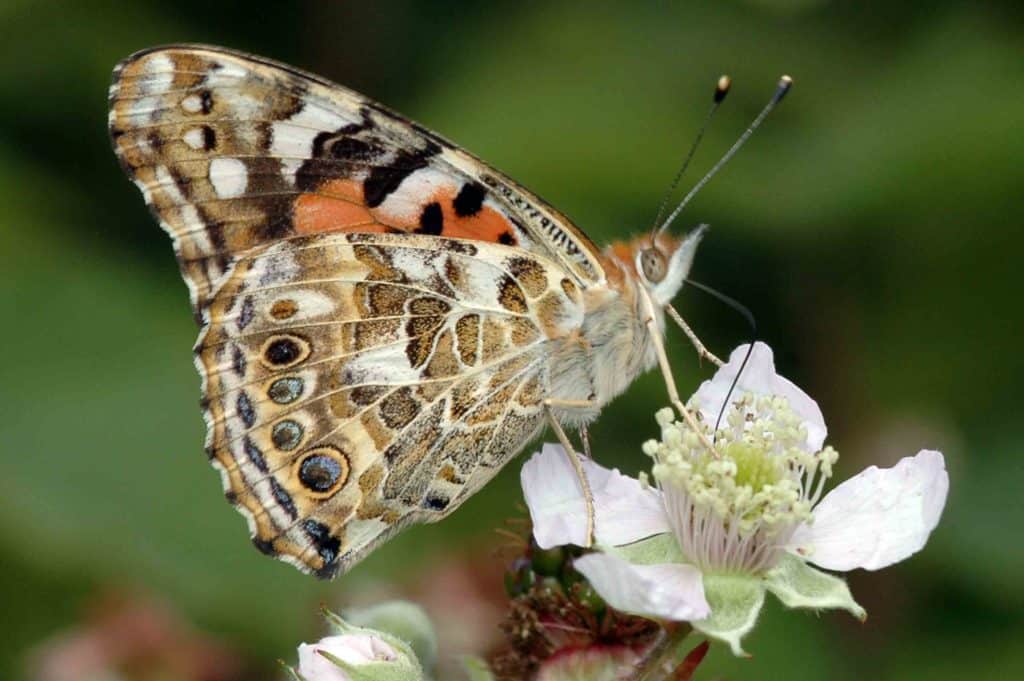 You Can Now Order Kits to Raise Butterflies at Home from Education Station