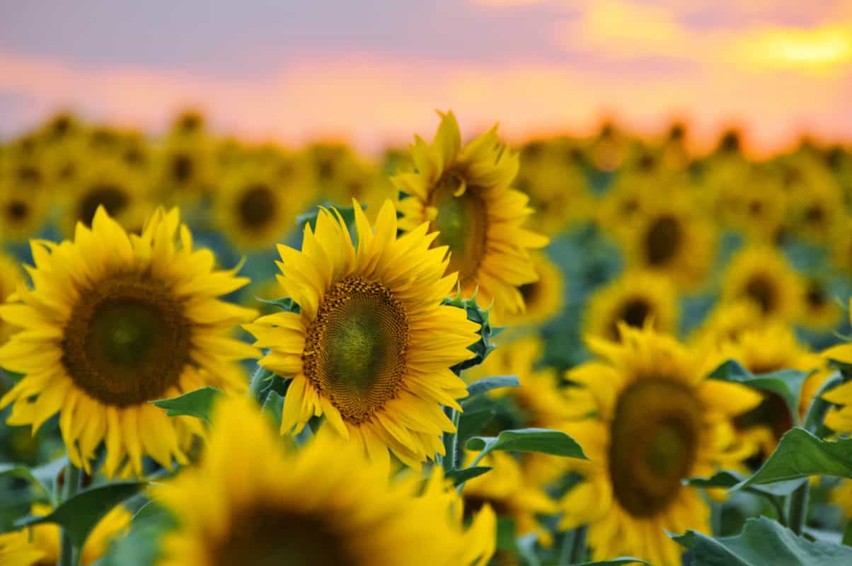 This Summer, You Can Visit this Sunflower Maze outside of Edmonton ...