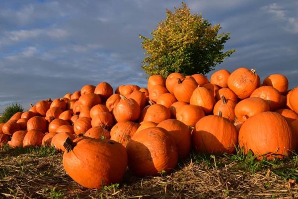 See The Giant Pumpkin Weigh Off And Giant Pumpkin Drop At The Smoky