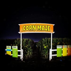 Edmonton Corn Maze